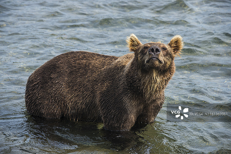 俄罗斯堪察加库页湖棕熊图片素材