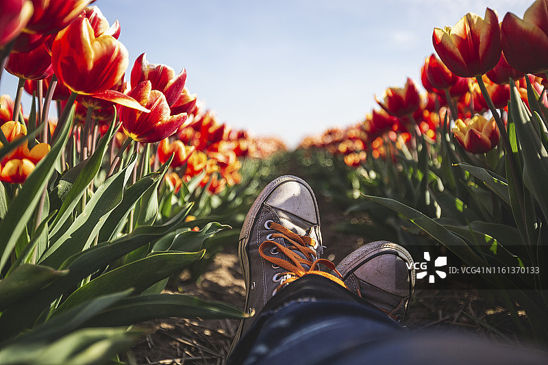 德国郁金香花田中女人的脚图片素材
