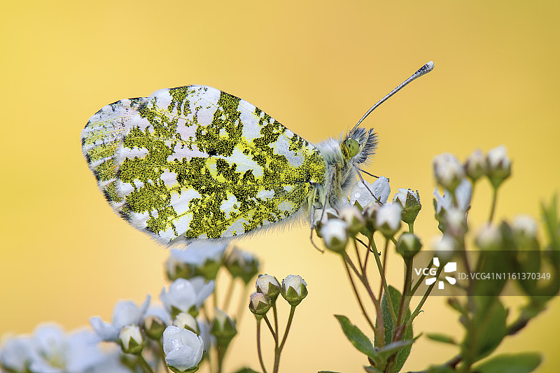 苏格兰橙顶绢粉蝶：雌性蝴蝶栖息在花朵上图片素材