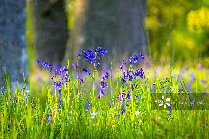 草地上盛开的蓝铃花图片素材