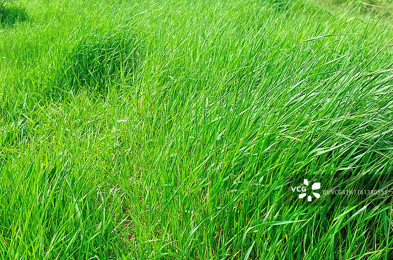 春天的草地全景图片素材