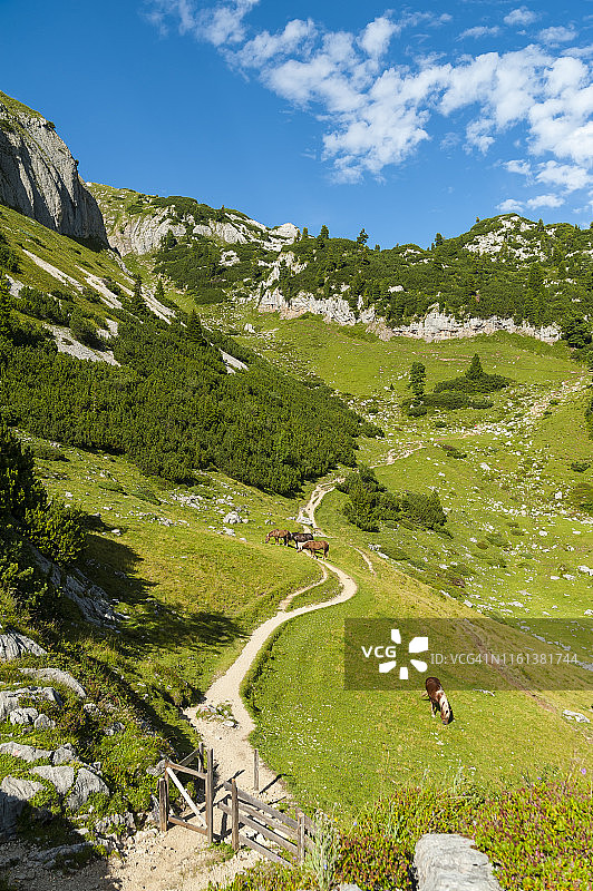 奥地利蒂罗尔州毛拉赫，罗凡山脉，吃草的马图片素材