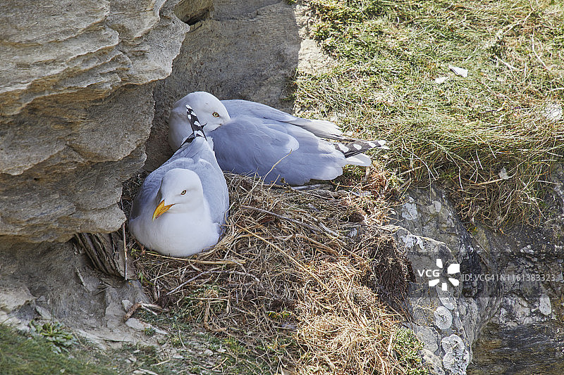 在英国德文郡伯格岛海岸悬崖上筑巢的鲱鸥图片素材