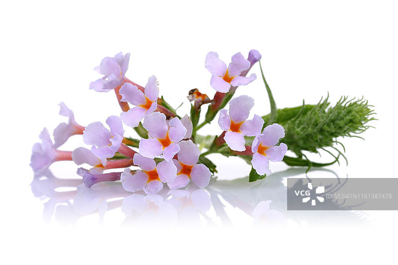 白色背景上孤立的丁香花和叶子图片素材