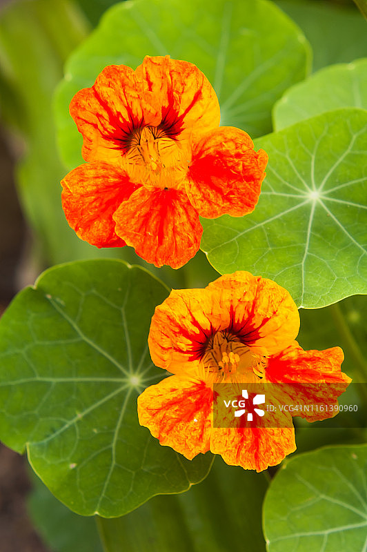 旱金莲 - 可食用花卉图片素材