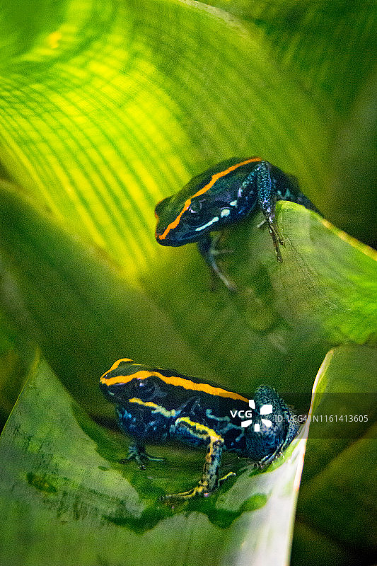 两只箭毒蛙图片素材
