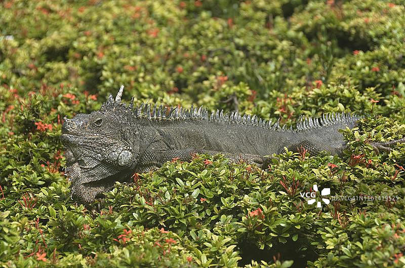 绿鬣蜥，位于厄瓜多尔瓜亚基尔玻利瓦尔公园图片素材