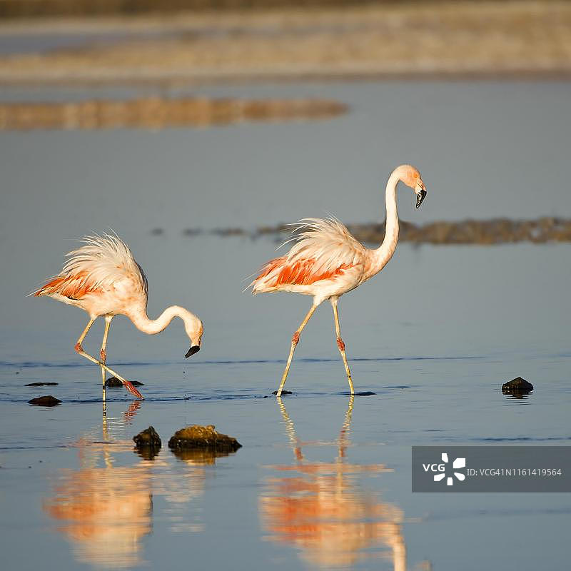 智利火烈鸟，阿塔卡马沙漠查克萨湖图片素材