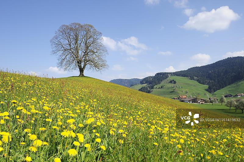 瑞士希尔泽尔的椴树，冰碛上的一棵孤树，前面开着蒲公英图片素材