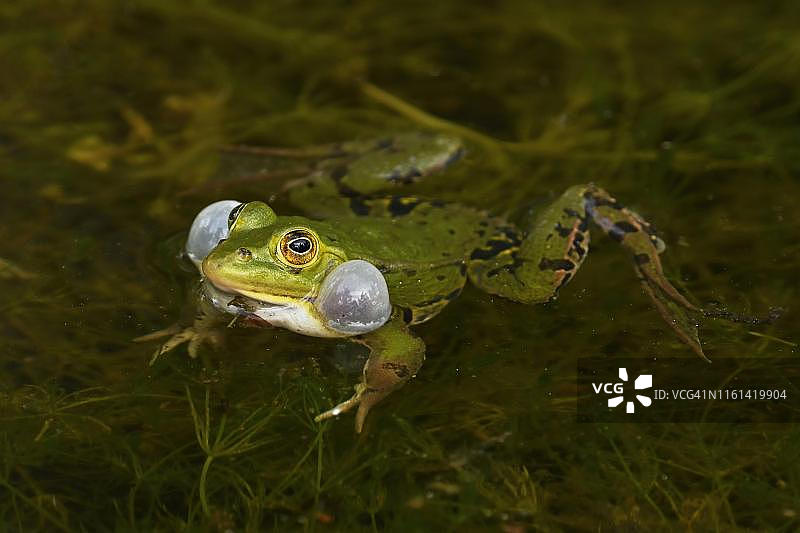 瑞士楚格州的水蛙图片素材