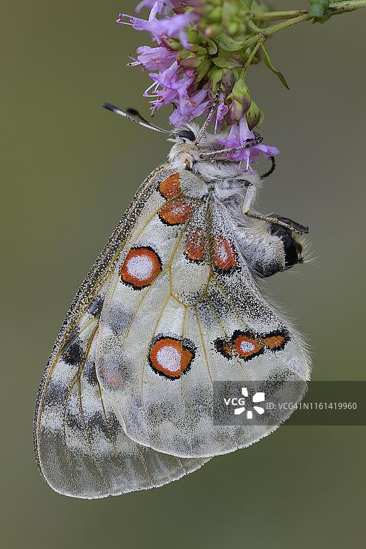阿波罗绢蝶和阔叶百里香，位于德国巴登-符腾堡州的施瓦本阿尔布生物圈保护区图片素材
