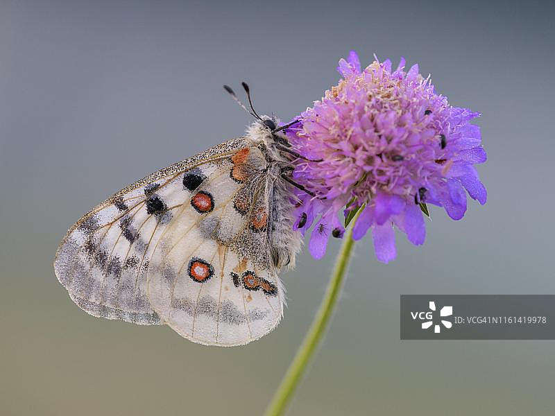 阿波罗绢蝶与蓝盆花图片素材