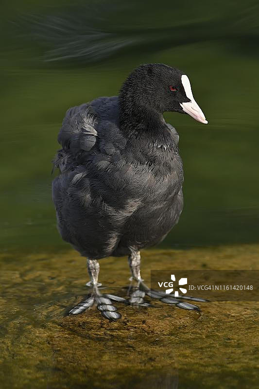 普通骨顶鸡，站立在水中，瑞士楚格湖图片素材