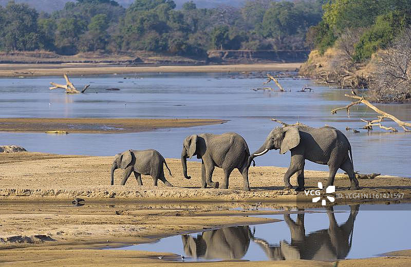 非洲象在南卢安瓜国家公园的卢安瓜河边，赞比亚图片素材