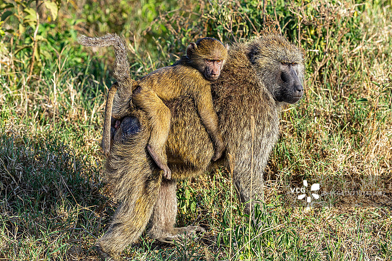 母狒狒和她的幼崽图片素材