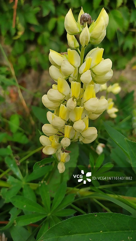 羽扇豆花图片素材