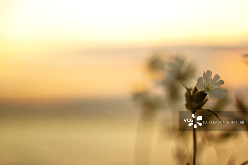 日落花卉粉彩艺术图片素材