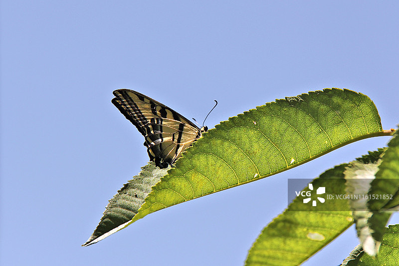 西部虎凤蝶图片素材