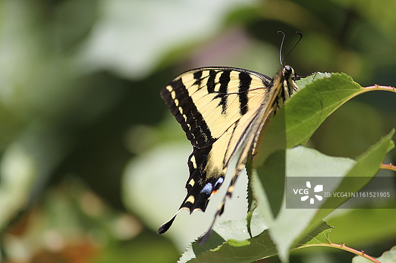 西部虎凤蝶图片素材