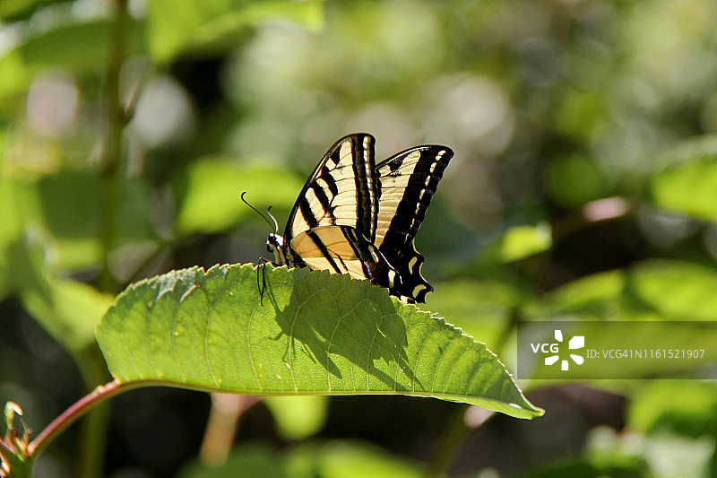 西部虎凤蝶图片素材