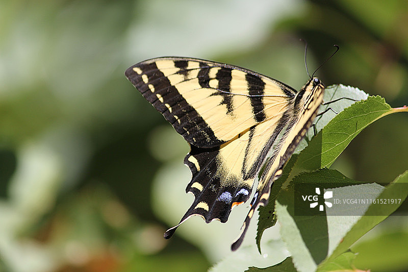 西部虎凤蝶图片素材