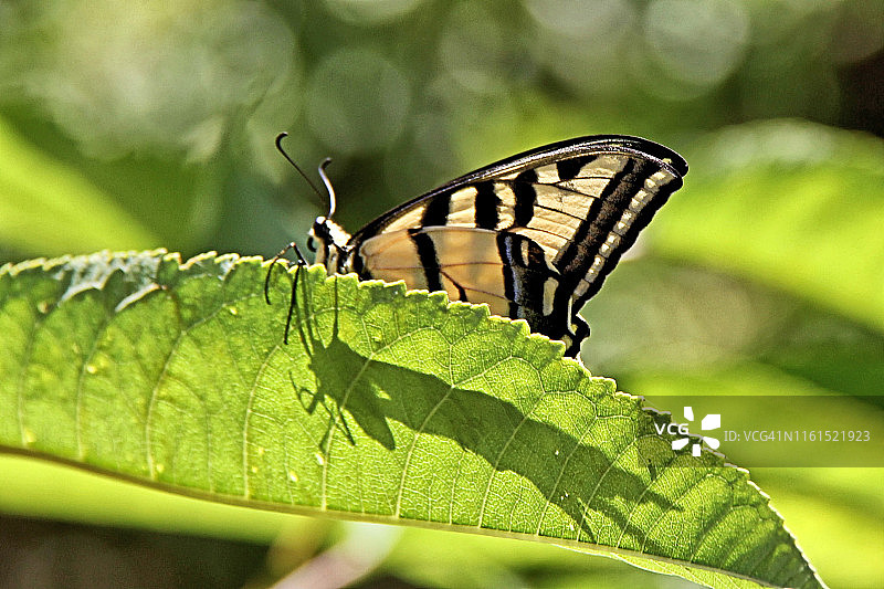 西部虎凤蝶图片素材