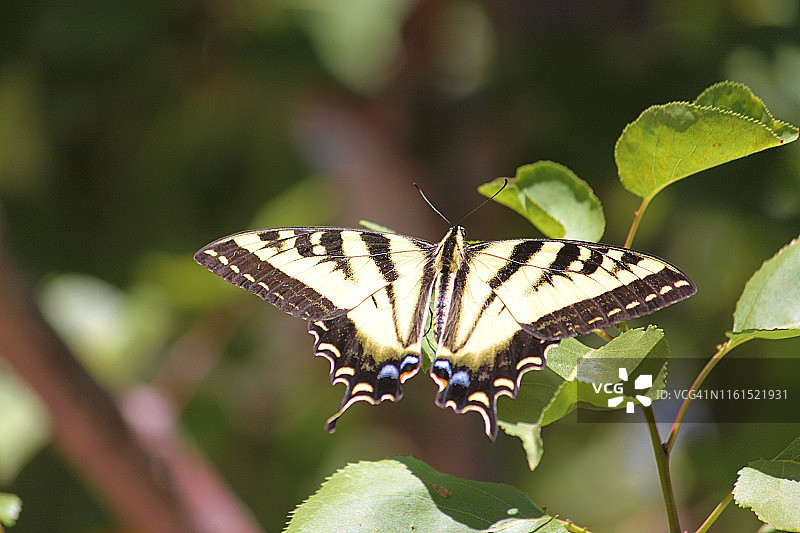 西部虎凤蝶图片素材