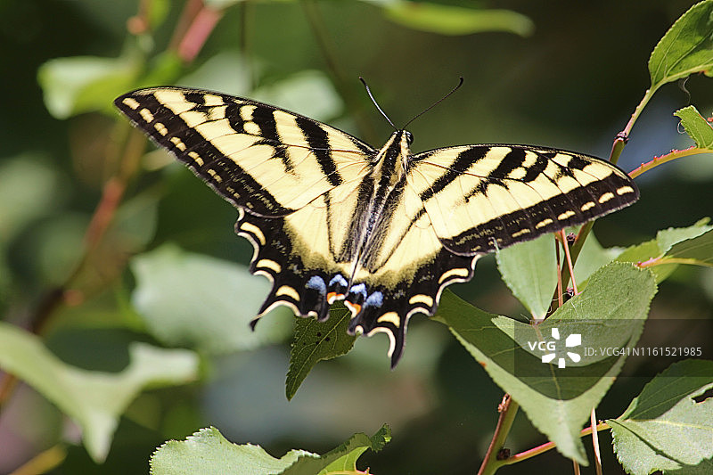 西部虎凤蝶图片素材