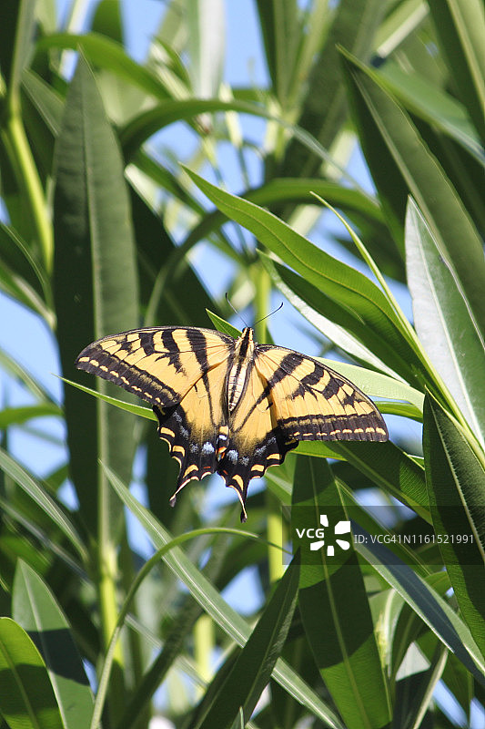 西部虎凤蝶图片素材