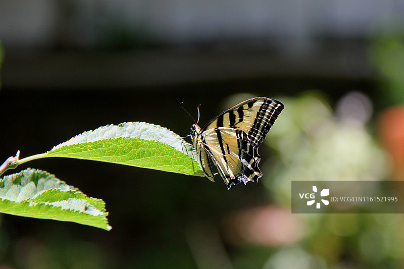 西部虎凤蝶图片素材
