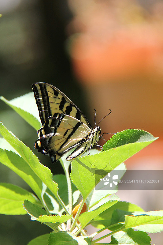西部虎凤蝶图片素材