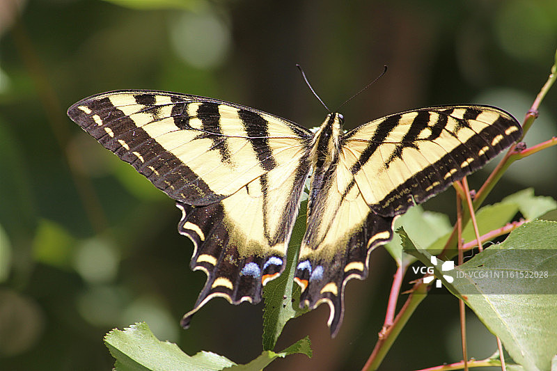 西部虎凤蝶图片素材
