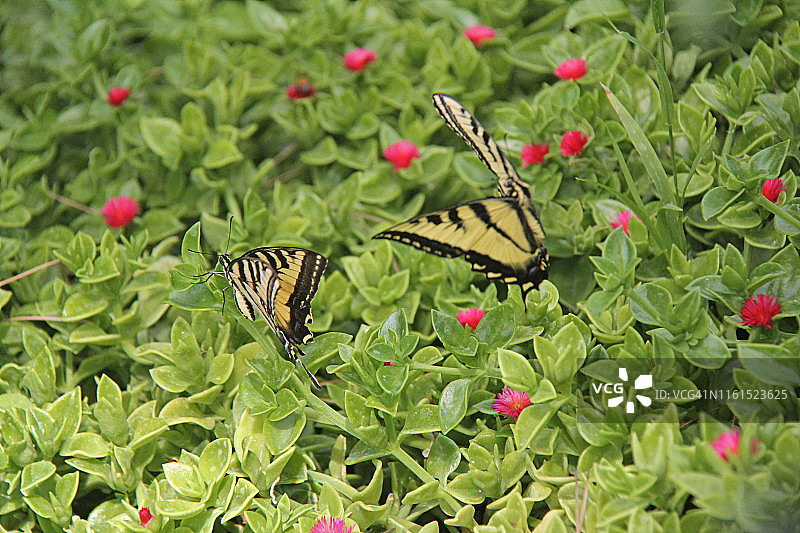 西部虎凤蝶图片素材