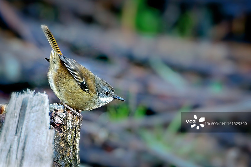 白眉 scrub 鹩莺图片素材