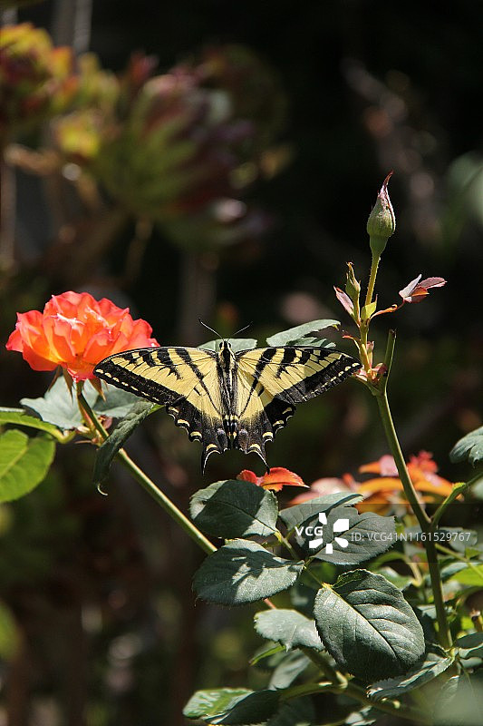 西部虎凤蝶图片素材