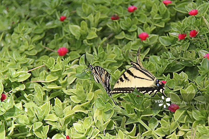 西部虎凤蝶图片素材