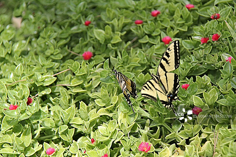 西部虎凤蝶图片素材