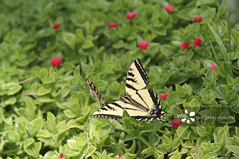 西部虎凤蝶图片素材