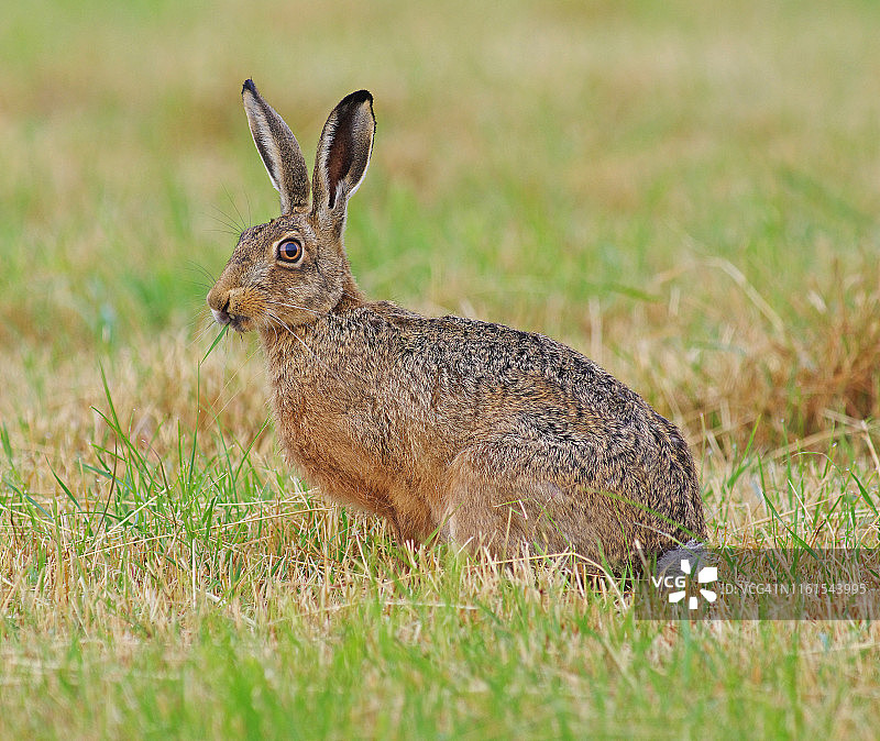 兔子(Lepus europaeus)图片素材