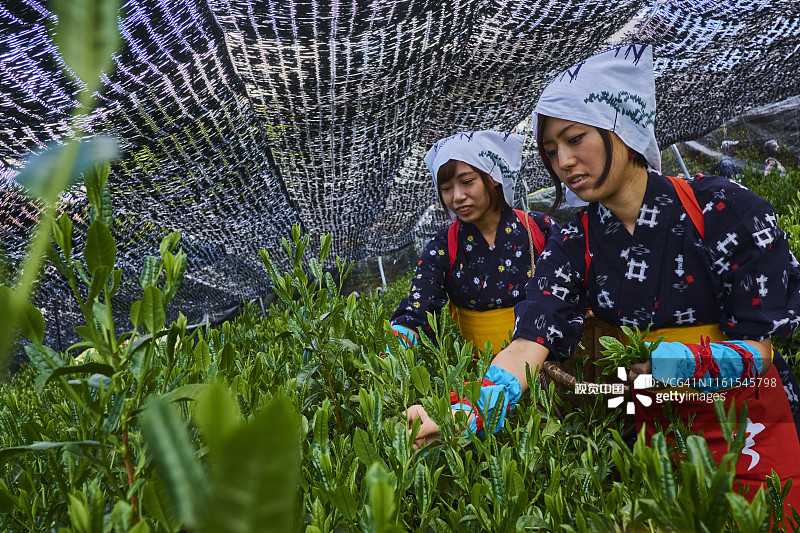 日本宇治春季煎茶节图片素材