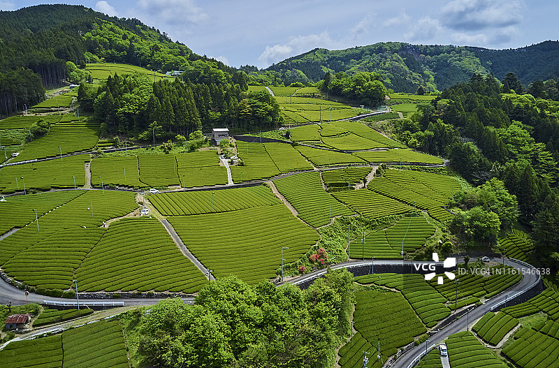 日本本州静冈茶田图片素材