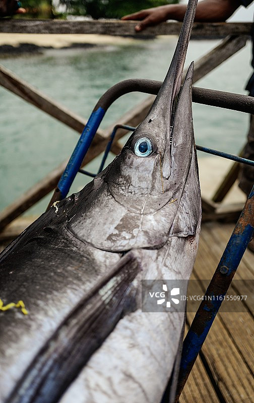 大西洋蓝枪鱼图片素材