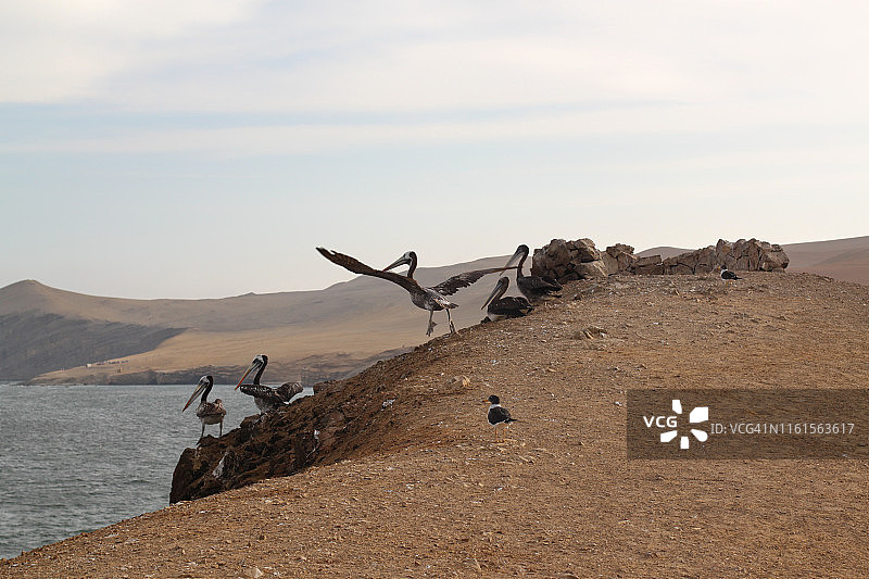 帕拉卡斯国家保护区图片素材