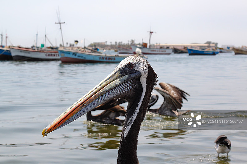 帕拉卡斯的鹈鹕图片素材