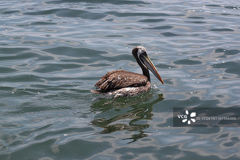 帕拉卡斯鹈鹕图片素材