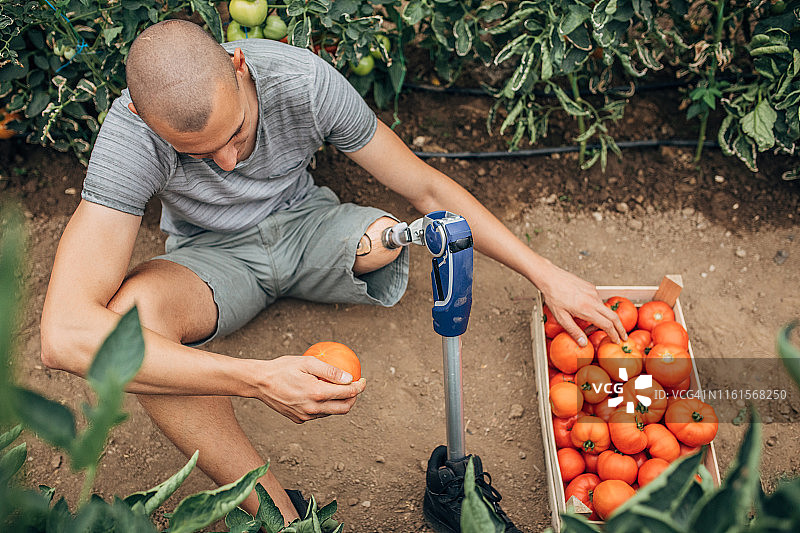 在番茄农场工作的残疾人图片素材