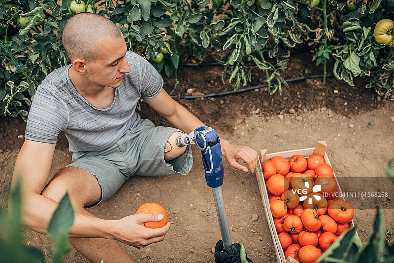 番茄农场上的残疾男子图片素材