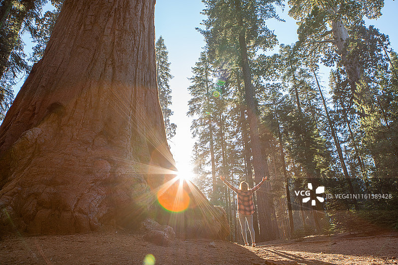年轻女人张开双臂站立巨型红杉林中图片素材