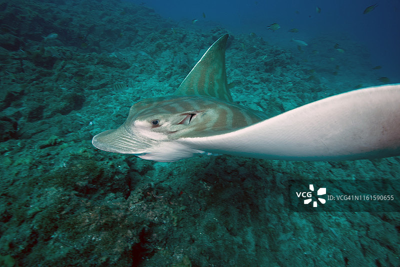 正在游动的牛鼻鲼，拍摄于左侧图片素材
