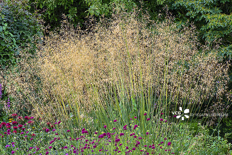 美丽的夏季花卉金色羽毛草图片素材